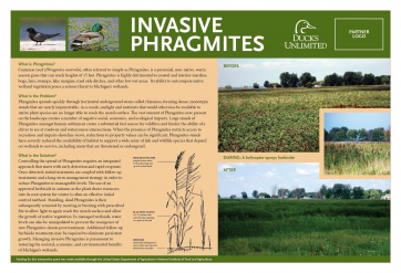 gallery/phragmites-interpretive-signs